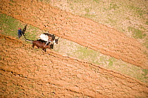 Aerial view of Cattle working in rice fields, near Tana, Madagascar. November 2008