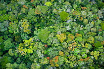 Aerial view of rainforest, Andasibe Mantadia National Park, Madagascar. November 2008