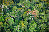 Aerial view of rainforest, Andasibe Mantadia National Park, Madagascar. November 2008
