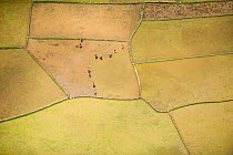 Aerial view of people working in rice fields, near Tana, Madagascar. November 2008