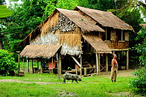Typical farm house with pig in foreground, Taungoo, Central Myanmar (Burma). September 2009