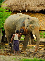 Working Indian elephant (Elaphus maximus) receiving treatment in elephant camp, Taungoo, Central Myanmar (Burma). September 2009