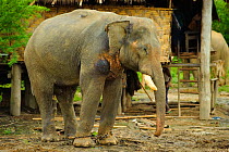 Working Indian elephant (Elaphus maximus) in elephant camp, Taungoo, Central Myanmar (Burma). September 2009