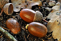 Oak (Quercus robur) acorns germinating on forest floor in autumn, Belgium