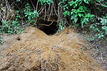 Entrance to an active Badger sett (Meles meles) showing discarded old bedding material, Belgium