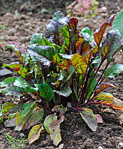 Beetroot / Garden beet (Beta vulgaris) growing in field, Belgium