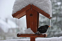 Male Blackbird (Turdus merula) sheltering on snow covered bird table in winter, Belgium, December