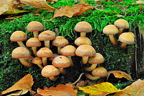 Brick cap toadstools (Hypholoma sublateritium), Belgium