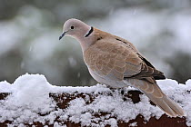 Eurasian collared dove (Streptopelia decaocto) perched on fence in snow, Belgium