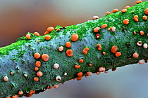 Coral spot (Nectria cinnabarina) fungus on branch, Belgium