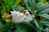 Lingonberry / cowberry / lowbush cranberry (Vaccinium vitis-idaea) in flower, Europe