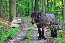 Forester's draught horse (Equus caballus) in forest, Belgium