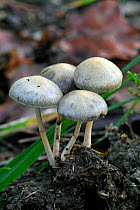 Dung roundhead (Stropharia / Psilocybe semiglobata) growing on pile of dung, Belgium