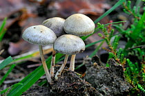 Dung roundhead fungus (Stropharia / Psilocybe semiglobata) growing on pile of dung, Belgium