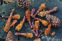 Collection of cones from Scots Pine (Pinus sylvestris) stripped by Red squirrel (Sciurus vulgaris)  Belgium