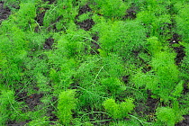 Cultivated Fennel  plants (Foeniculum vulgare) in field, Belgium