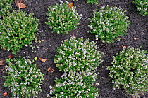 Several indivdual plants of cultivated Garden thyme in flower (Thymus vulgaris) Belgium