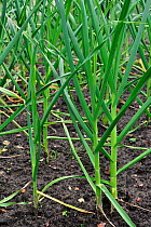 Cultivated Garlic (Allium sativum) growing in field, Belgium