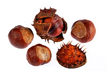 Horse chestnut conkers / seeds (Aesculus hippocastanum) Belgium