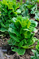 Lettuce (Lactuca sativa) in field, Belgium