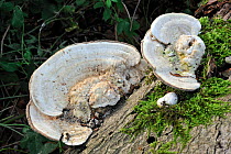 Lumpy bracket fungus (Trametes gibbosa) on tree stump, Belgium