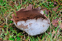 Mosaic puffball fungus (Handkea utriformis / Lycoperdon utriforme / Calvatia utriformis) split and showing spores in pasture, Belgium