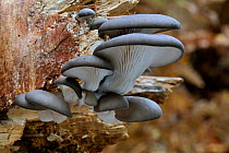 Oyster mushroom / Oyster bracket fungus (Pleurotus ostreatus) growing on tree trunk in forest, Belgium