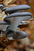 Oyster mushroom / Oyster bracket fungus (Pleurotus ostreatus) growing on tree trunk in forest, Belgium