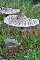 Parasol mushrooms (Macrolepiota procera) showing underside and ring, Belgium