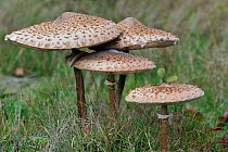 Four Parasol mushrooms (Macrolepiota procera), Belgium