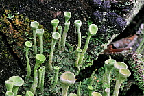 Pixie-cup lichen (Cladonia fimbriata) on wood, Belgium