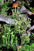 Pixie-cup lichen (Cladonia fimbriata) on wood, Belgium