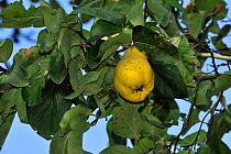 Quince fruit on tree (Cydonia oblonga) Belgium