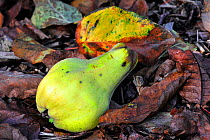 Single fallen quince fruit (Cydonia oblonga) in autumn, Belgium
