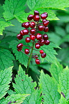 Berries of Red baneberry (Actaea spicata rubra / Actaea erythrocarpa), Belgium