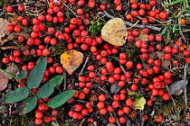Fallen European Rowan berries (Sorbus aucuparia) in autumn, Belgium