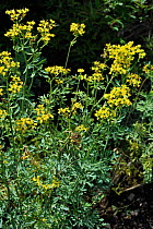 Common rue / Herb-of-grace (Ruta graveolens) in flower, Belgium