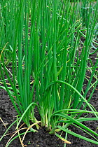 Cultivated Shallot / Griselle (Allium ascalonicum) in field, Belgium