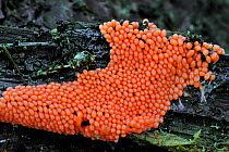 Slime  mould (Mycetozoa species) growing on forest floor,  Belgium