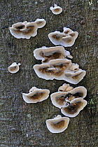 Smoky bracket / White rot fungus (Bjerkandera adusta) growing on tree trunk, Belgium