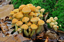 Sulphur tuft fungus (Hypholoma fasciculare / Psilocybe fascicularis) Belgium