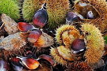 Sweet chestnut (Castanea sativa) spiny cupules containing nuts on the forest floor in autumn, Belgium