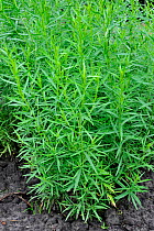 Cultivated Tarragon / Dragon's-wort (Artemisia dracunculus) Belgium