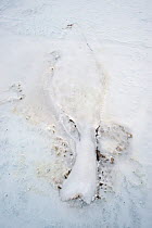 Frozen imprint of a Weddel seal (Leptonychotes weddellii) in the ice, McMurdo Sound, Ross Sea, Antarctica, November 2008