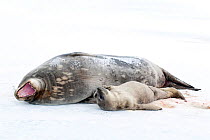 Weddell seal (Leptonychotes weddellii) mother, yawning, with pup on ice, McMurdo Sound, Ross Sea, Antarctica, November 2008