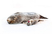 Weddell seal {Leptonychotes weddellii} mother with pup on ice, pup yawning, Antarctica