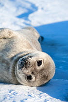 Weddell seal (Leptonychotes weddellii) pup on ice, McMurdo Sound, Ross Sea, Antarctica, November 2008