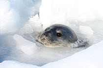 Mummified Weddell seal (Leptonychotes weddellii) trapped in the ice, McMurdo Sound, Ross Sea, Antarctica, November 2008