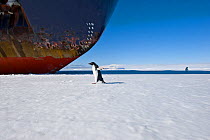 Adelie Penguin (Pygoscelis adeliae) passing under the bow of the Russian ice breaker ship, Kapitan Khlebnikov, McMurdo Sound, Ross Sea, Antarctica, November 2008