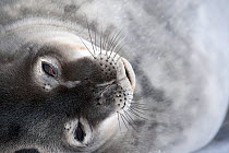 Weddell seal (Leptonychotes weddellii) portrait, McMurdo Sound, Ross Sea, Antarctica, November 2008